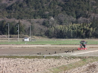 田端にカラス