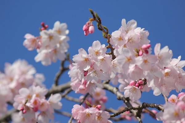 桜の季節